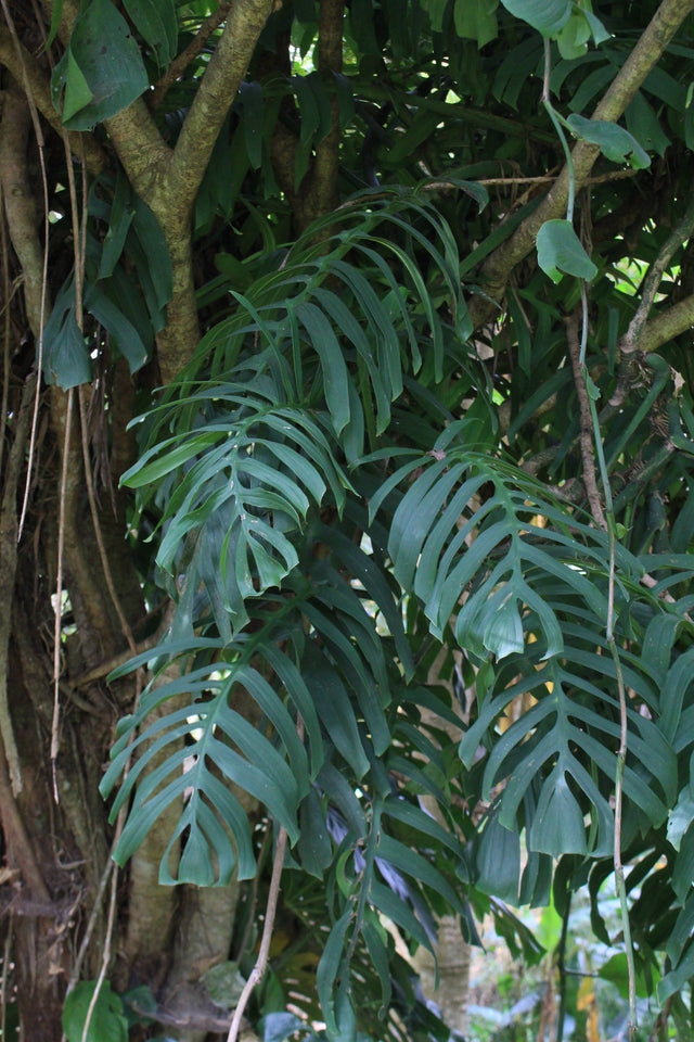 Die Gattung Monstera