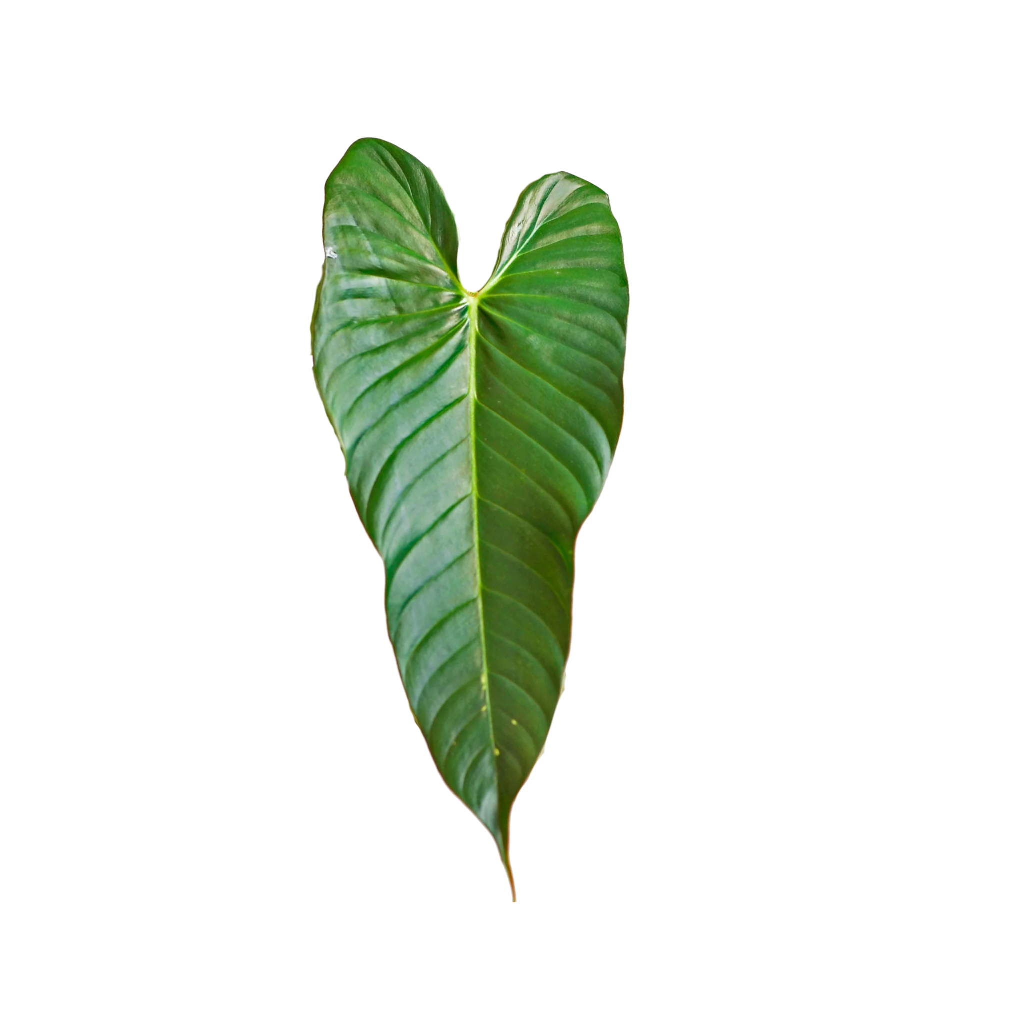 philodendron magnum Philodendron magnum – Das Pflanzenarchiv