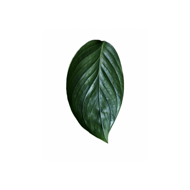 Monstera aureopinnata
