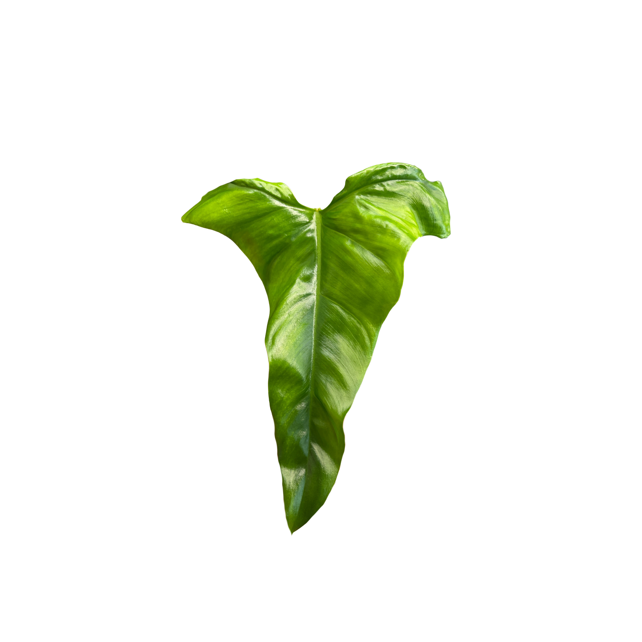 philodendron delinksii Philodendron delinksii – Das Pflanzenarchiv