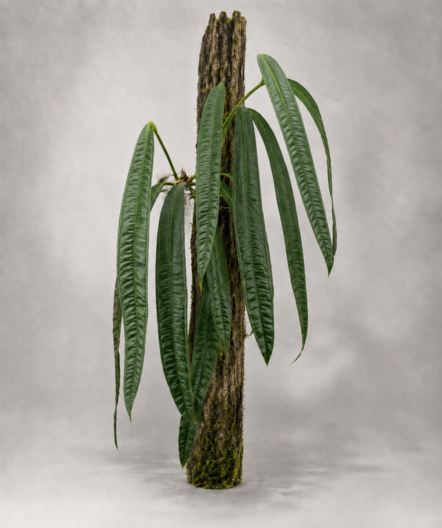 Anthurium lutheri als etablierte Jungpflanze mit grünen Blättern in lockerem Aroid-Substrat.