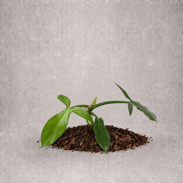 Philodendron barrosoanum 5 als Jungpflanze
