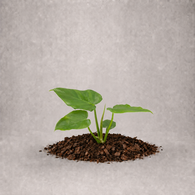 Philodendron giganteum als Jungpflanze