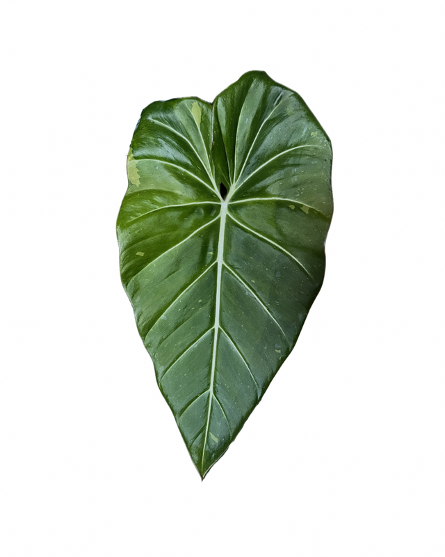 Philodendron maximum x gloriosum 'Variegata' als adulte panaschierte Hybridpflanze