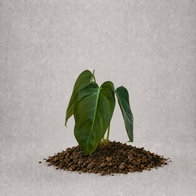 Philodendron pinnatilobum aff. x erubescens x melanochrysum als adulte Hybridpflanze