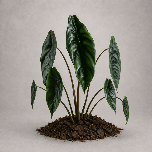 Alocasia venusta als adulte Pflanze mit schmalen Blättern