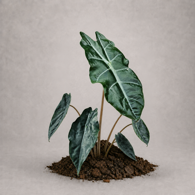 Alocasia cuprea x sanderiana als adulte Hybride