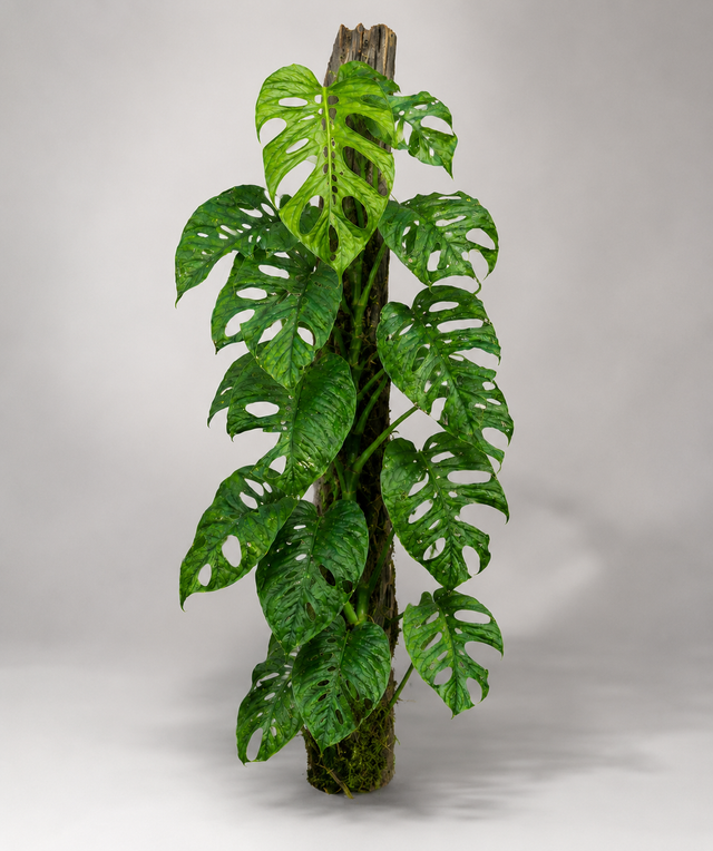 Monstera membranacea als adulte Monstera mit länglichen Blättern