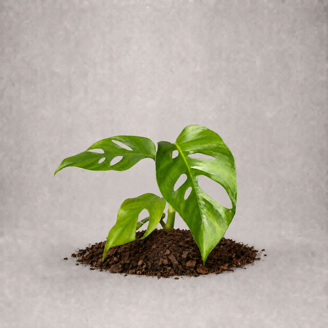 Monstera 'Uno' als Jungpflanze