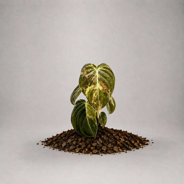 Philodendron melanochrysum 'Variegata' als Jungpflanze