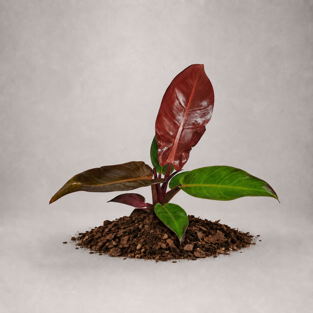 Philodendron 'Red Sun' als Jungpflanze
