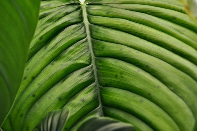 Die Gattung Philodendron