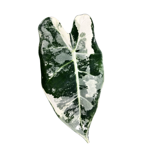 Anthurium