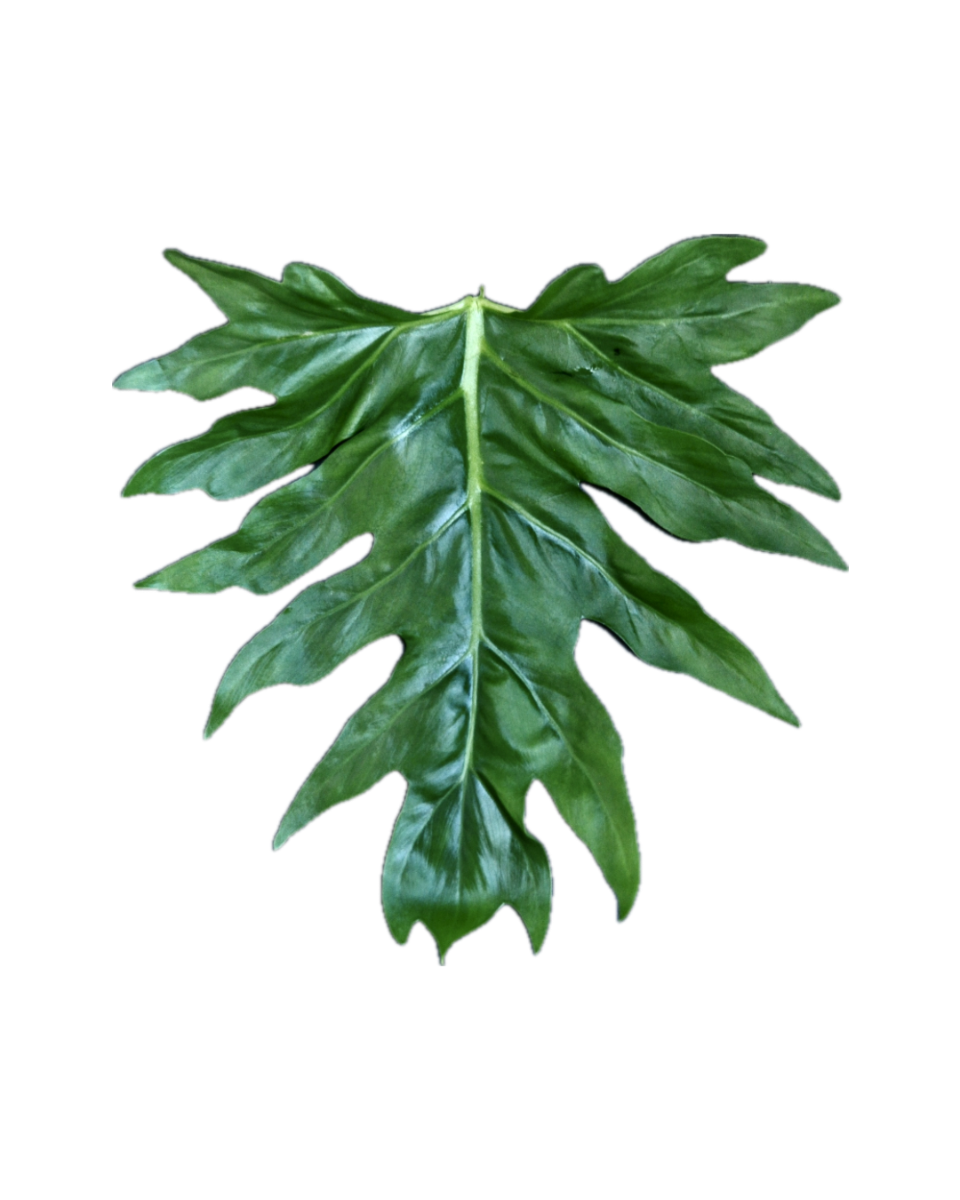 Philodendron warszewiczii
