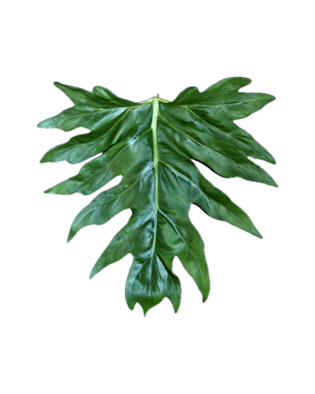 Philodendron warszewiczii
