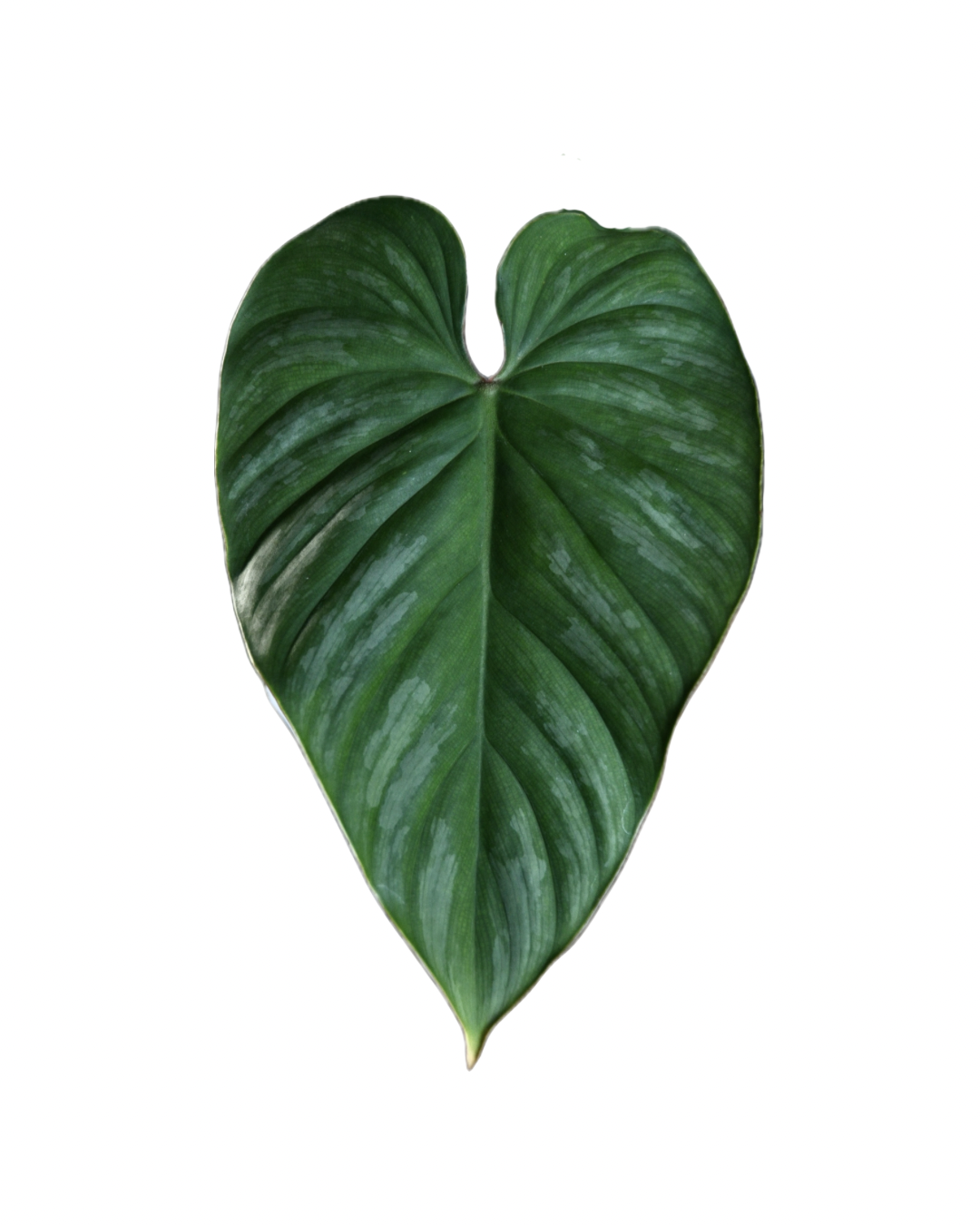 Philodendron mamei x lynamii