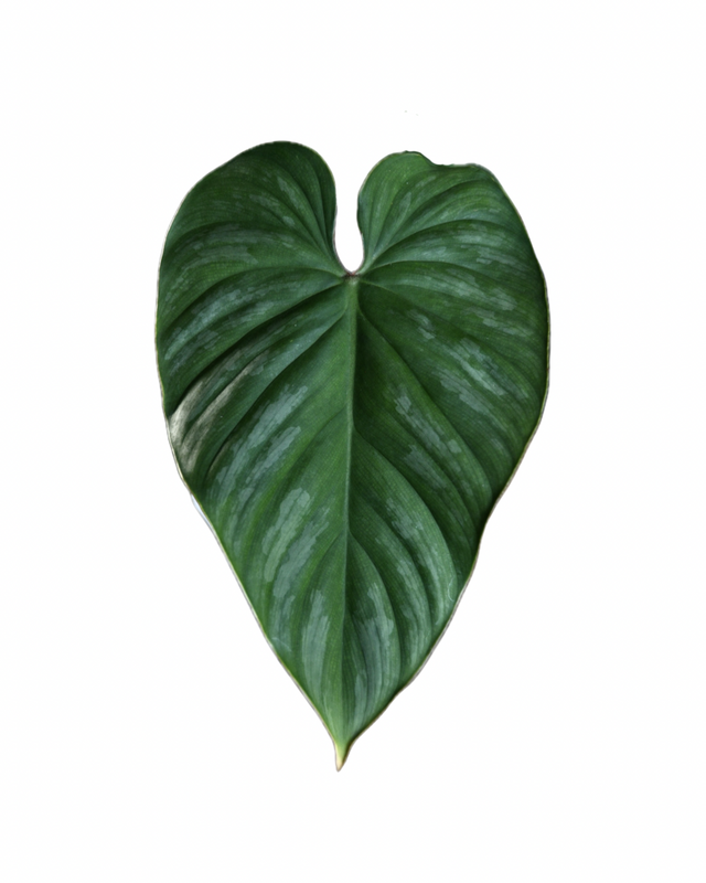 Philodendron mamei x lynamii