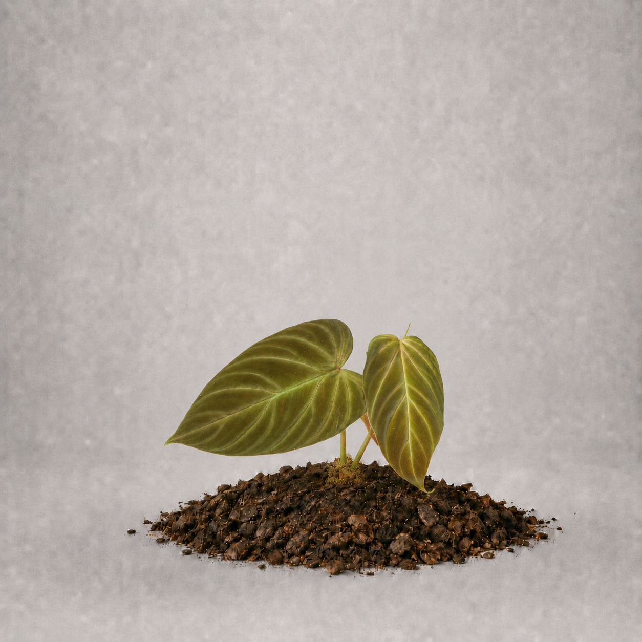 Philodendron serpens x verrucosum