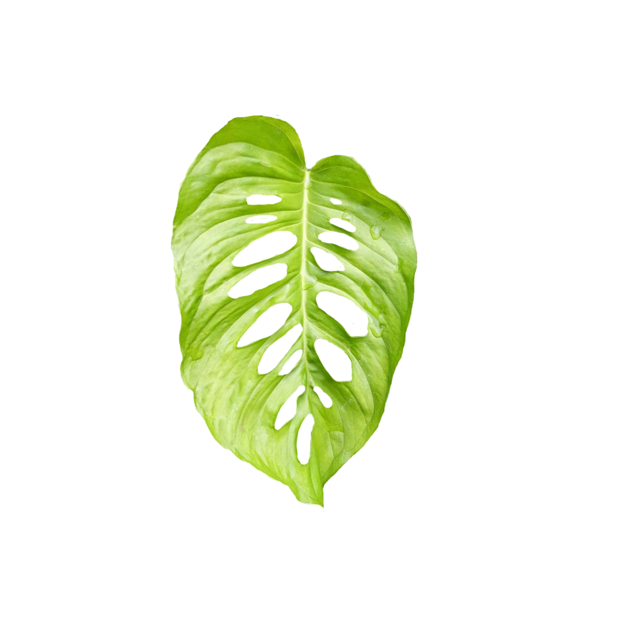 Monstera lechleriana