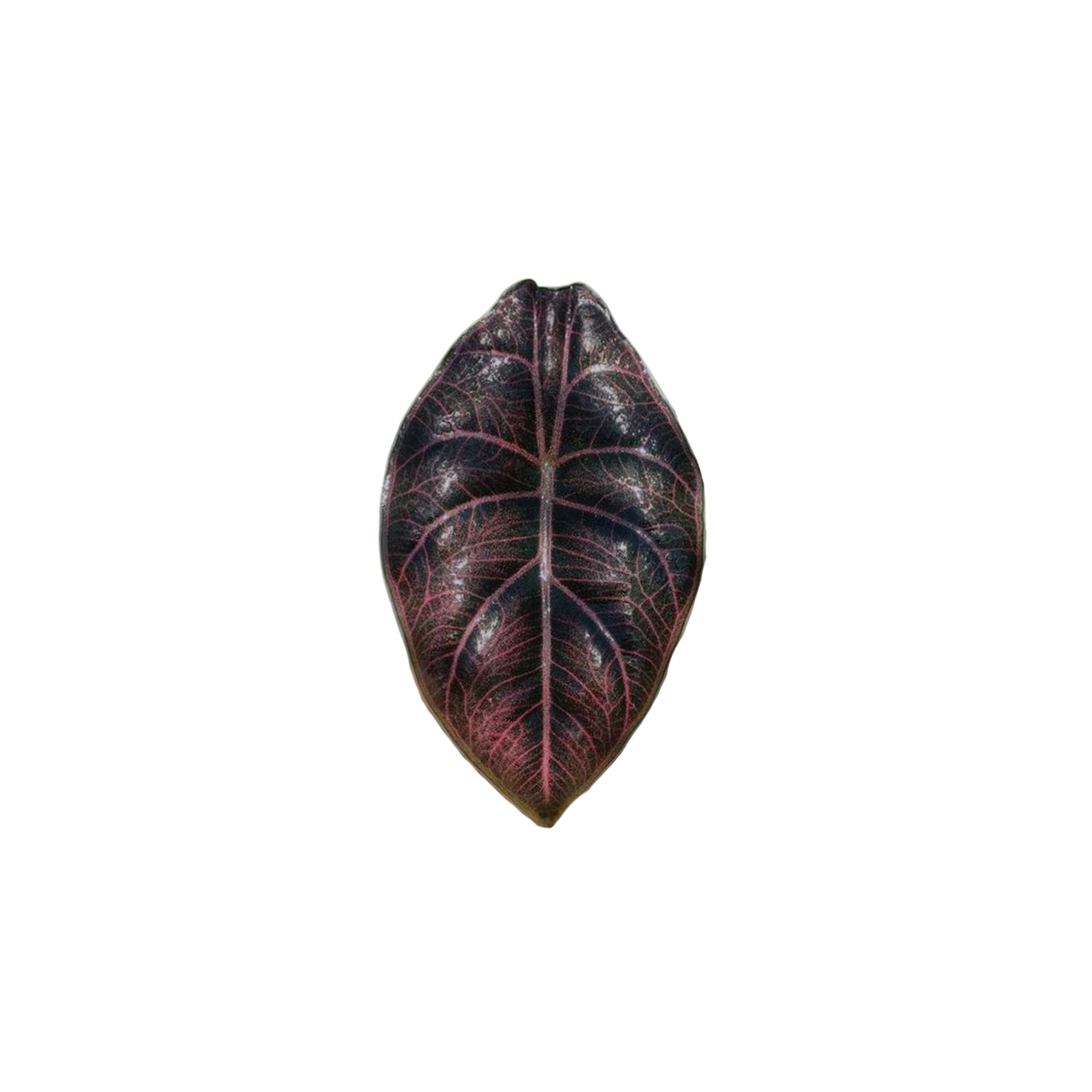 Alocasia azlanii