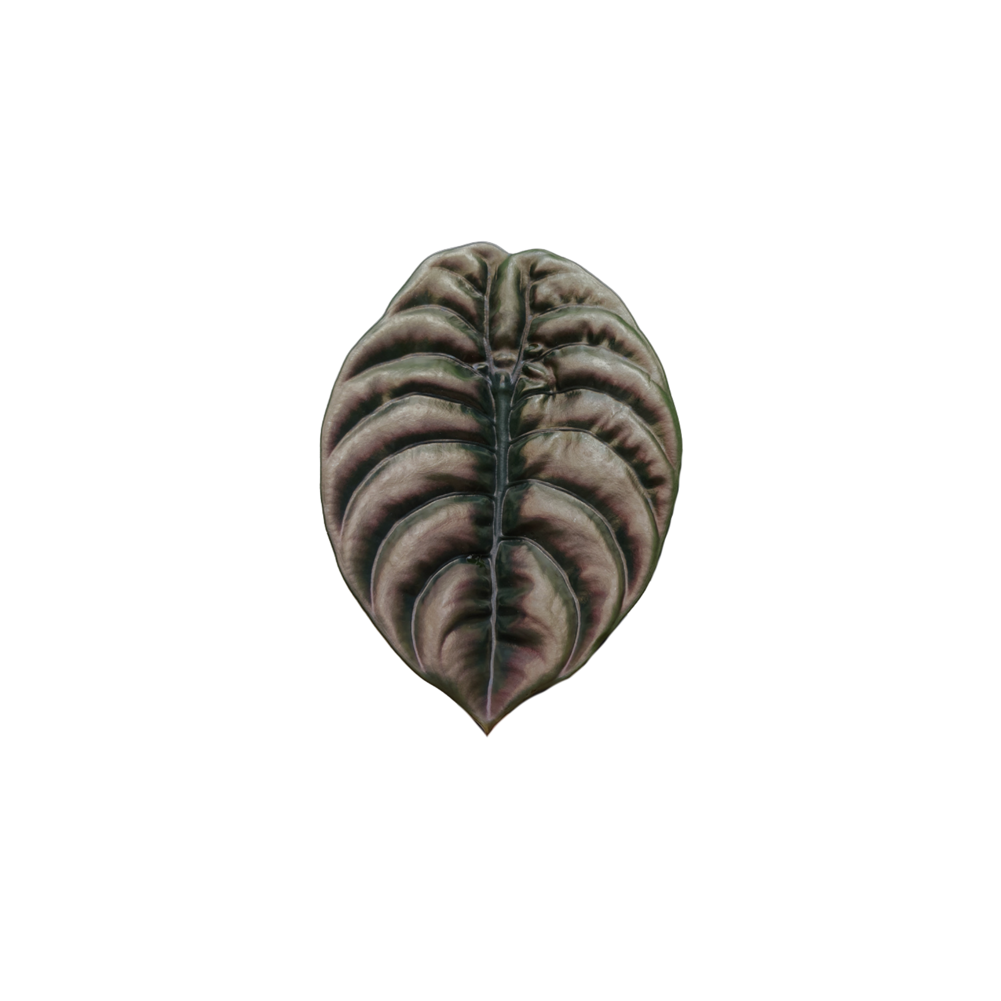Alocasia sylvestris