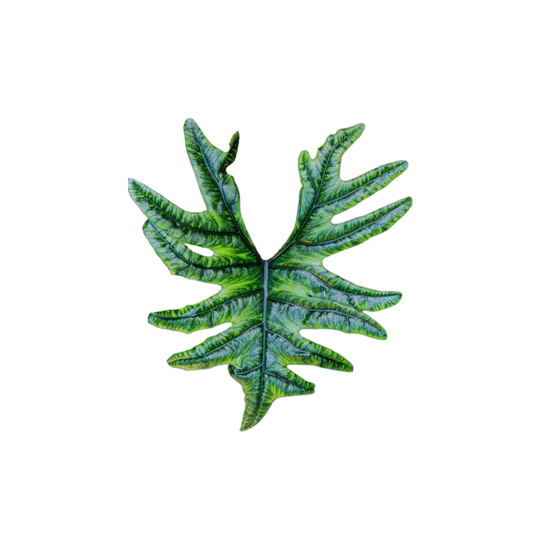 Alocasia tandurusa