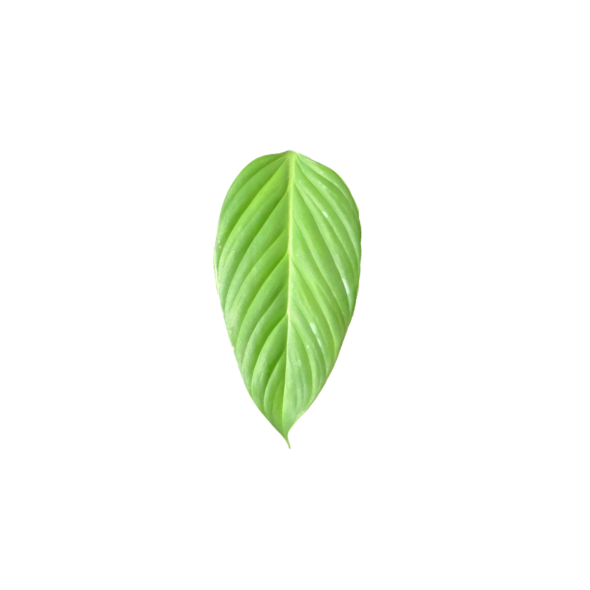 Philodendron melanoneuron