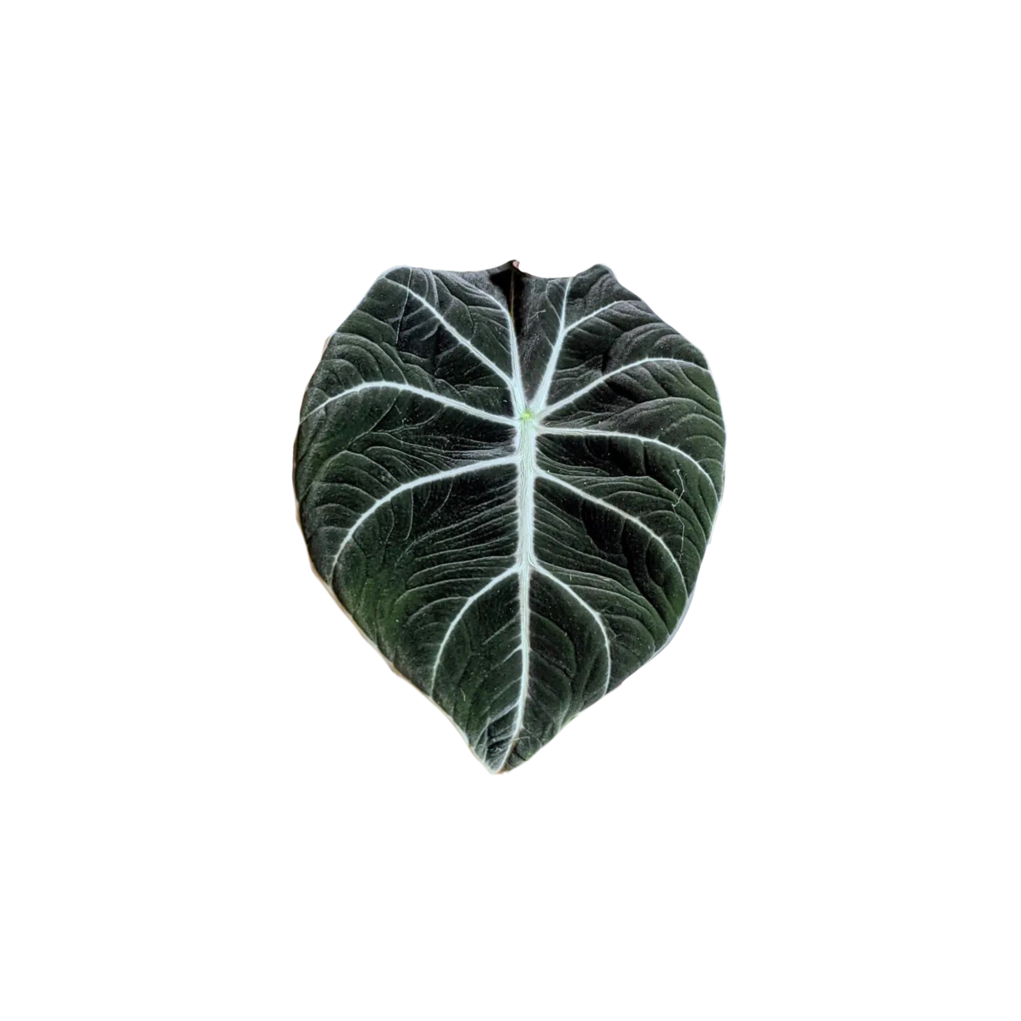 Alocasia reginula 'Black Velvet'