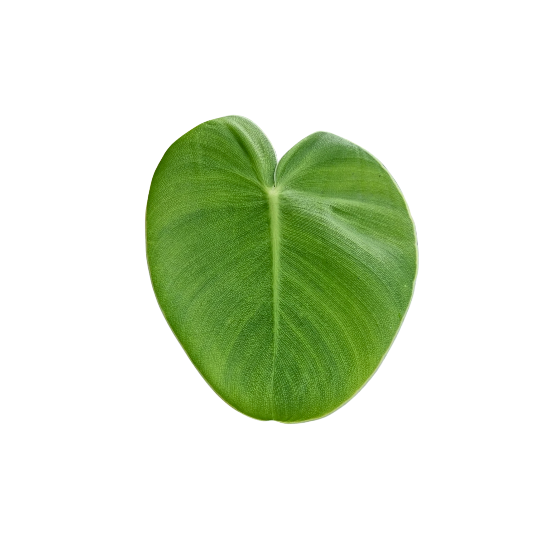 Philodendron rugosum