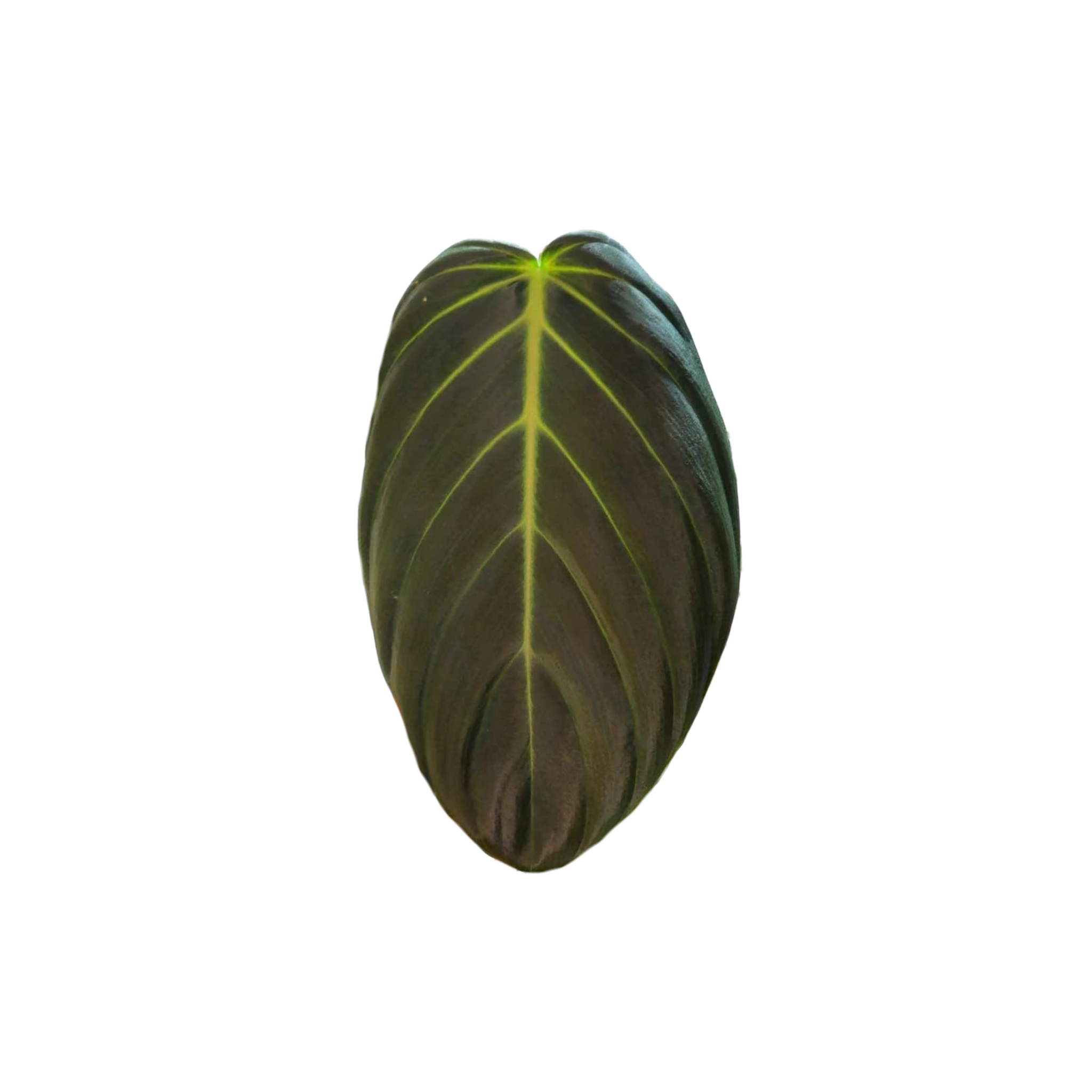 Philodendron gigas