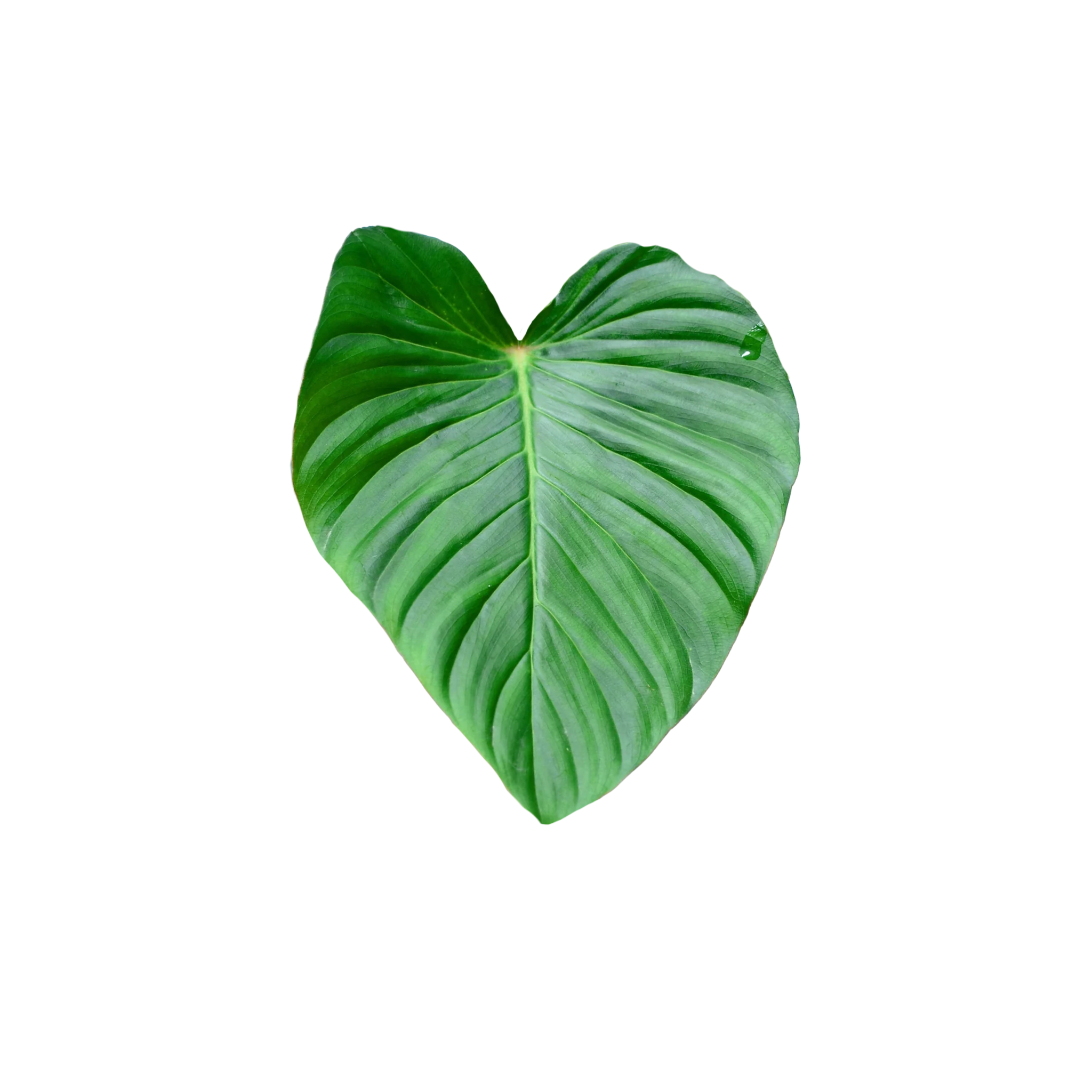 Philodendron fibrosum aff.