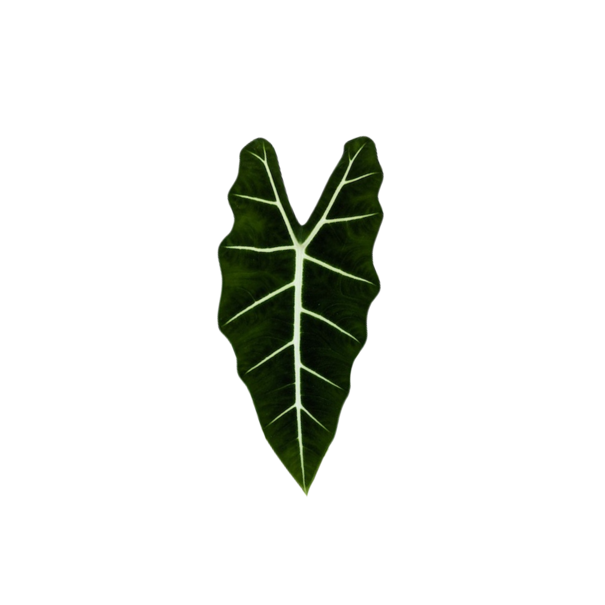 Alocasia micholitziana ‘Green Velvet’