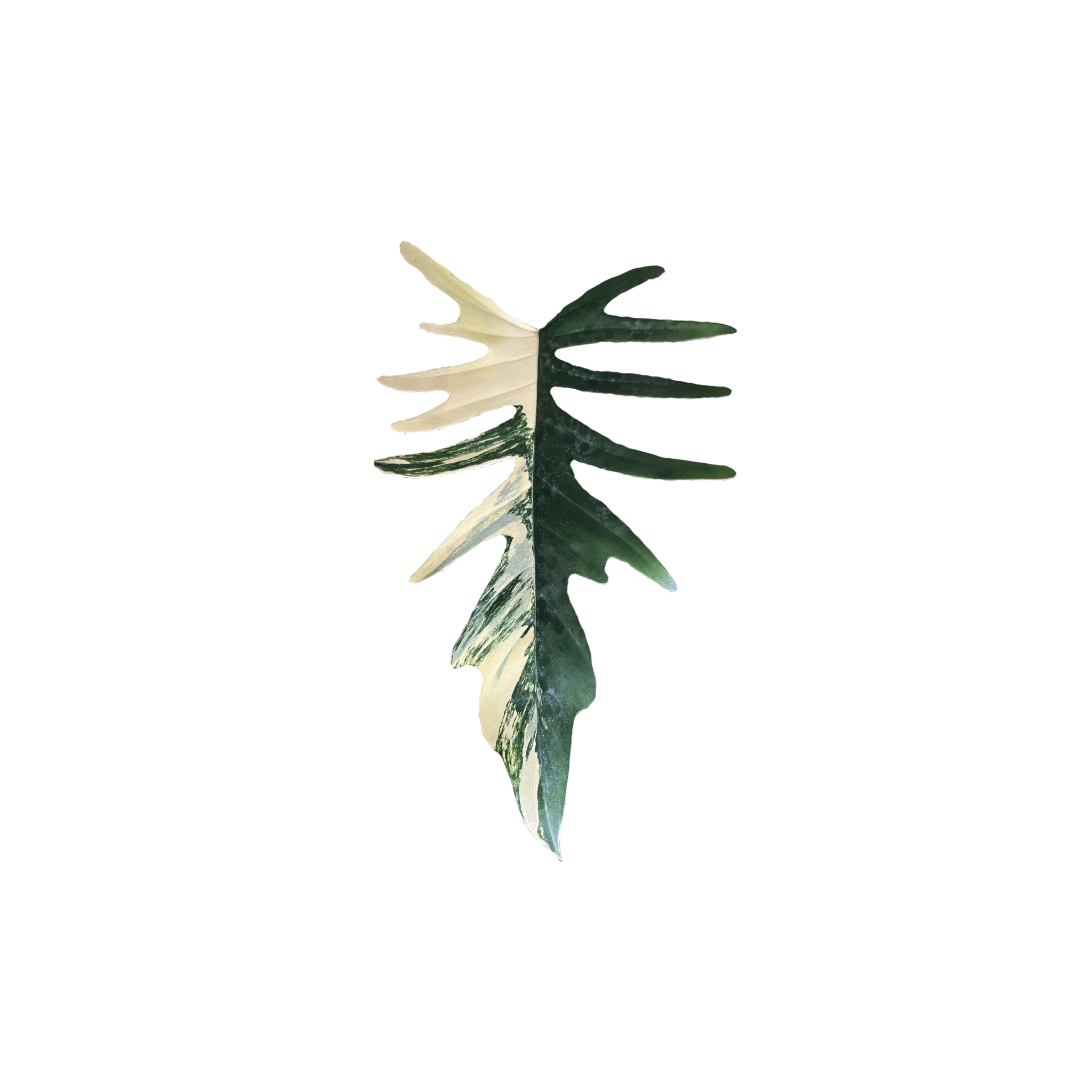 Philodendron tortum x sp. 'Florida Beauty'