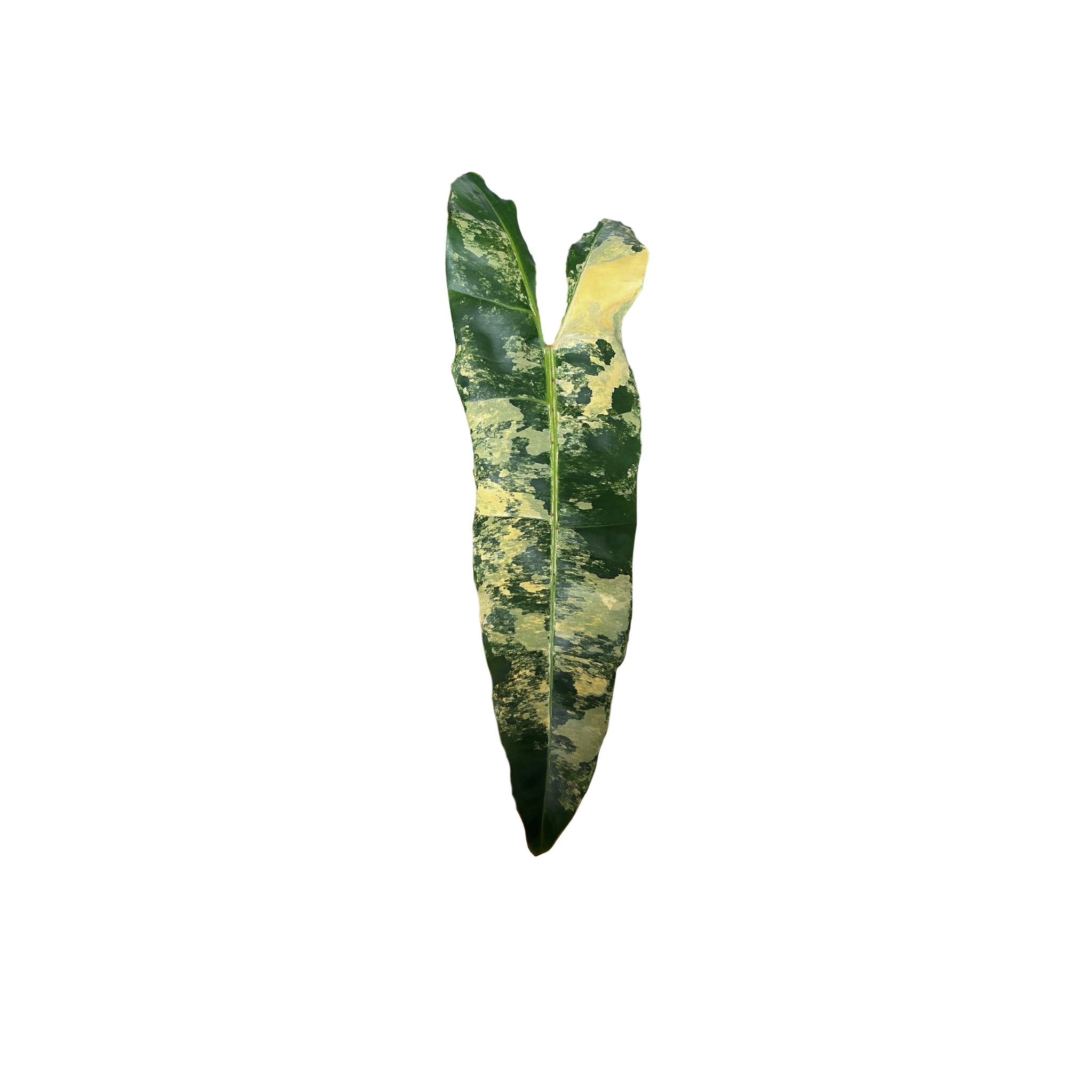Philodendron billietiae 'Variegata'