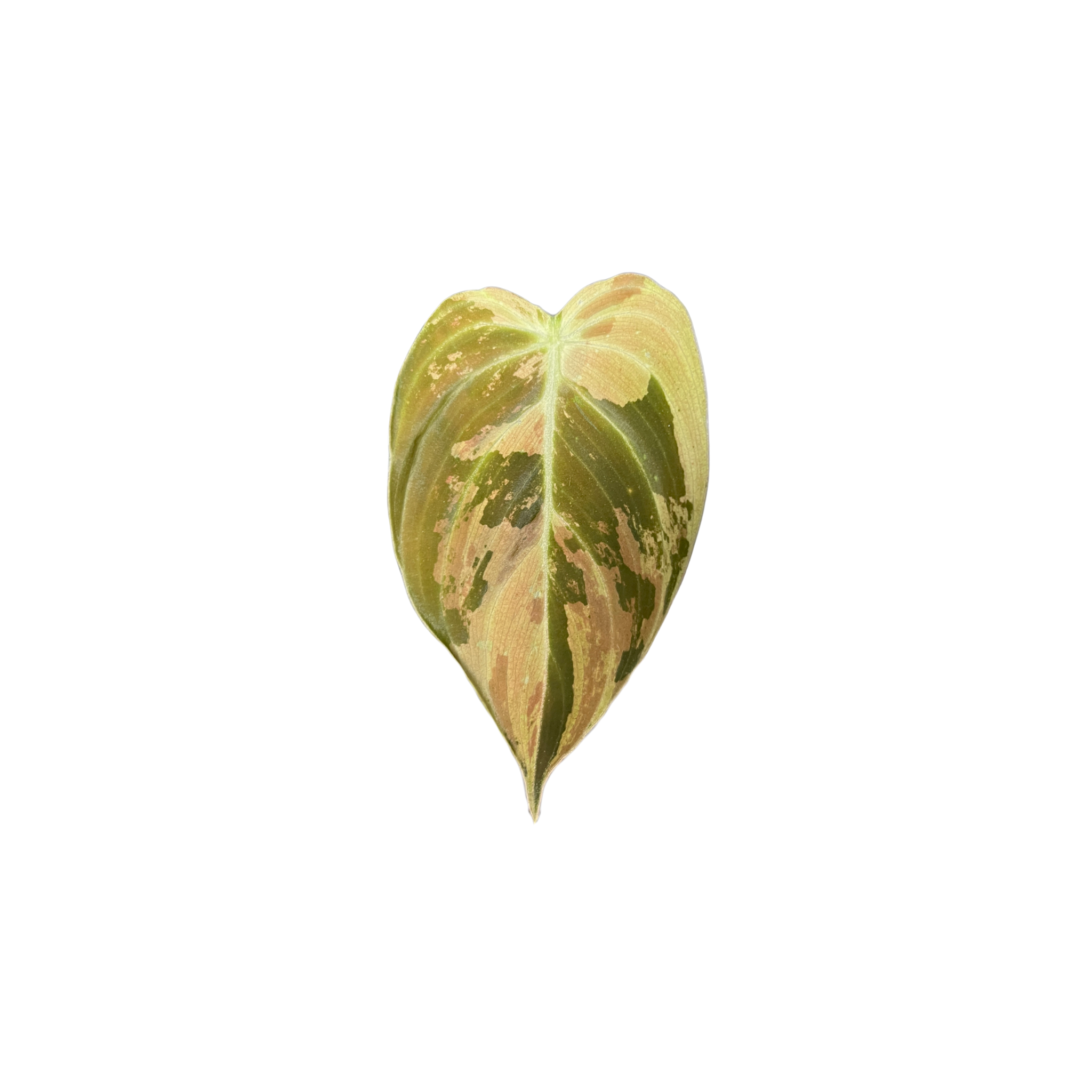 Philodendron melanochrysum 'Variegata'