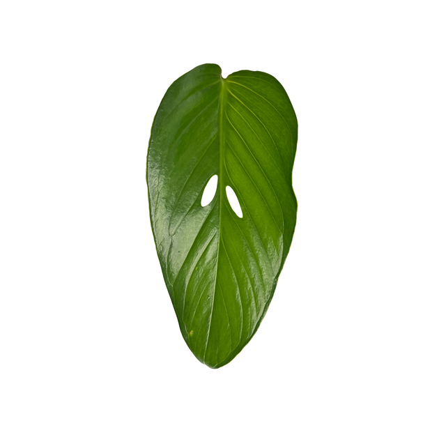 Monstera egregia