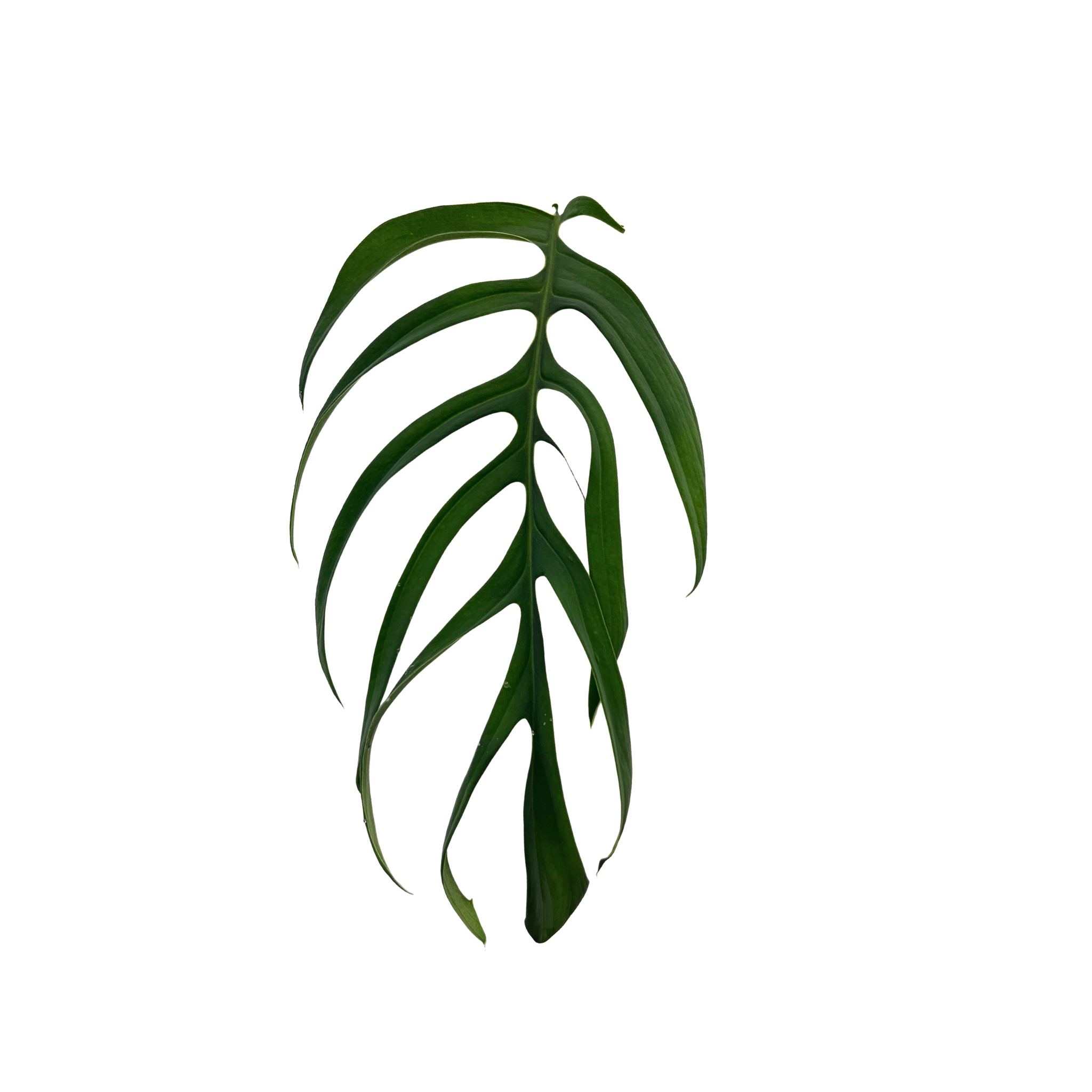 Monstera croatii