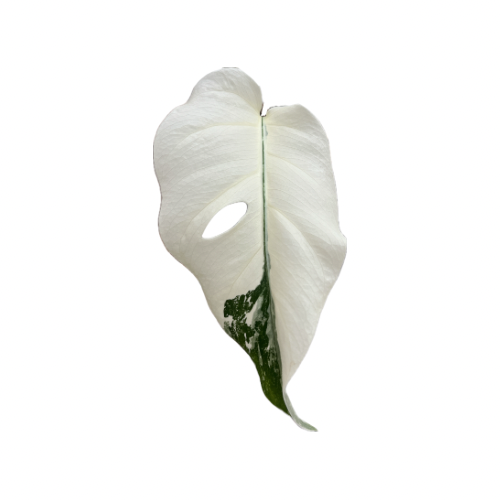 Monstera deliciosa var. borsigiana 'Variegata'