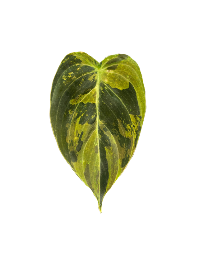 Philodendron melanochrysum 'Variegata'