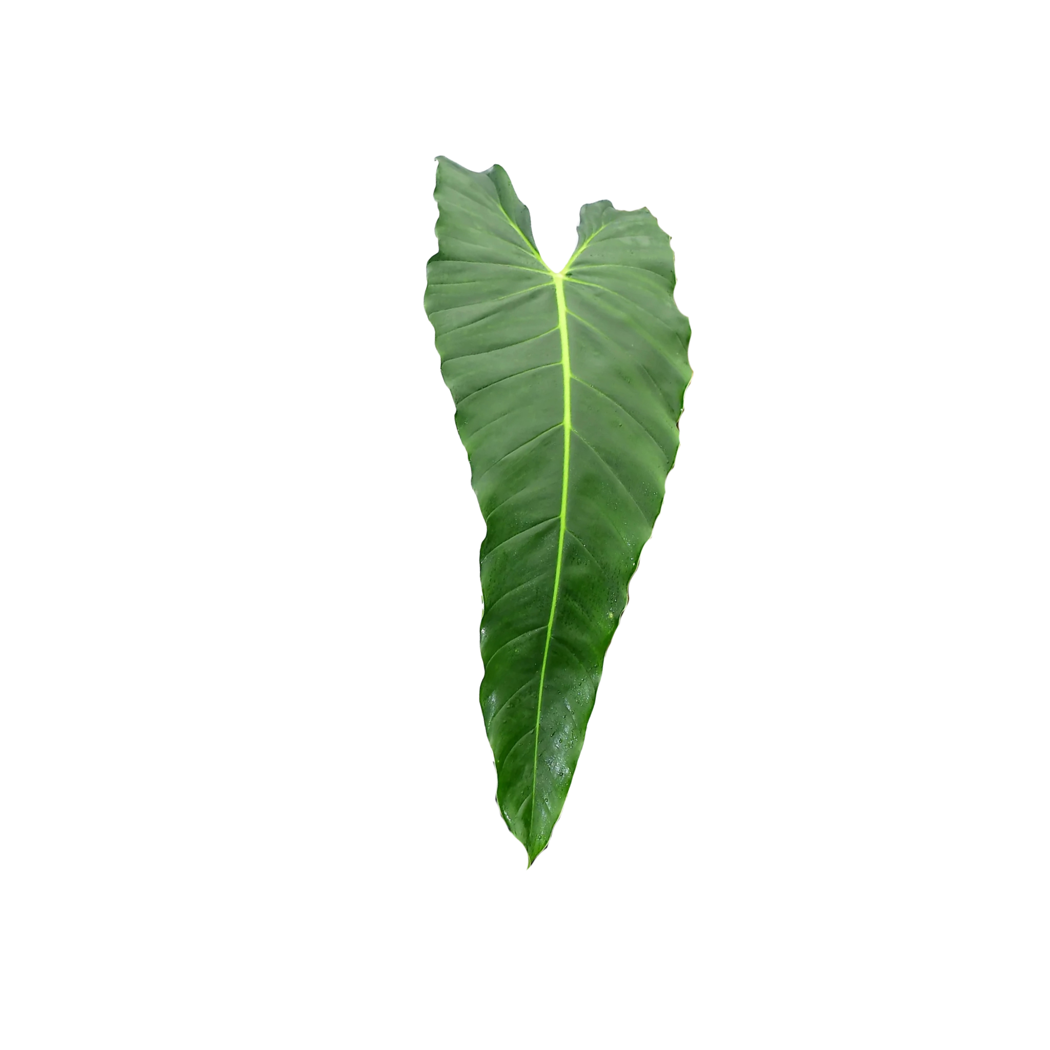 Philodendron esmeraldense x spiritu sancti