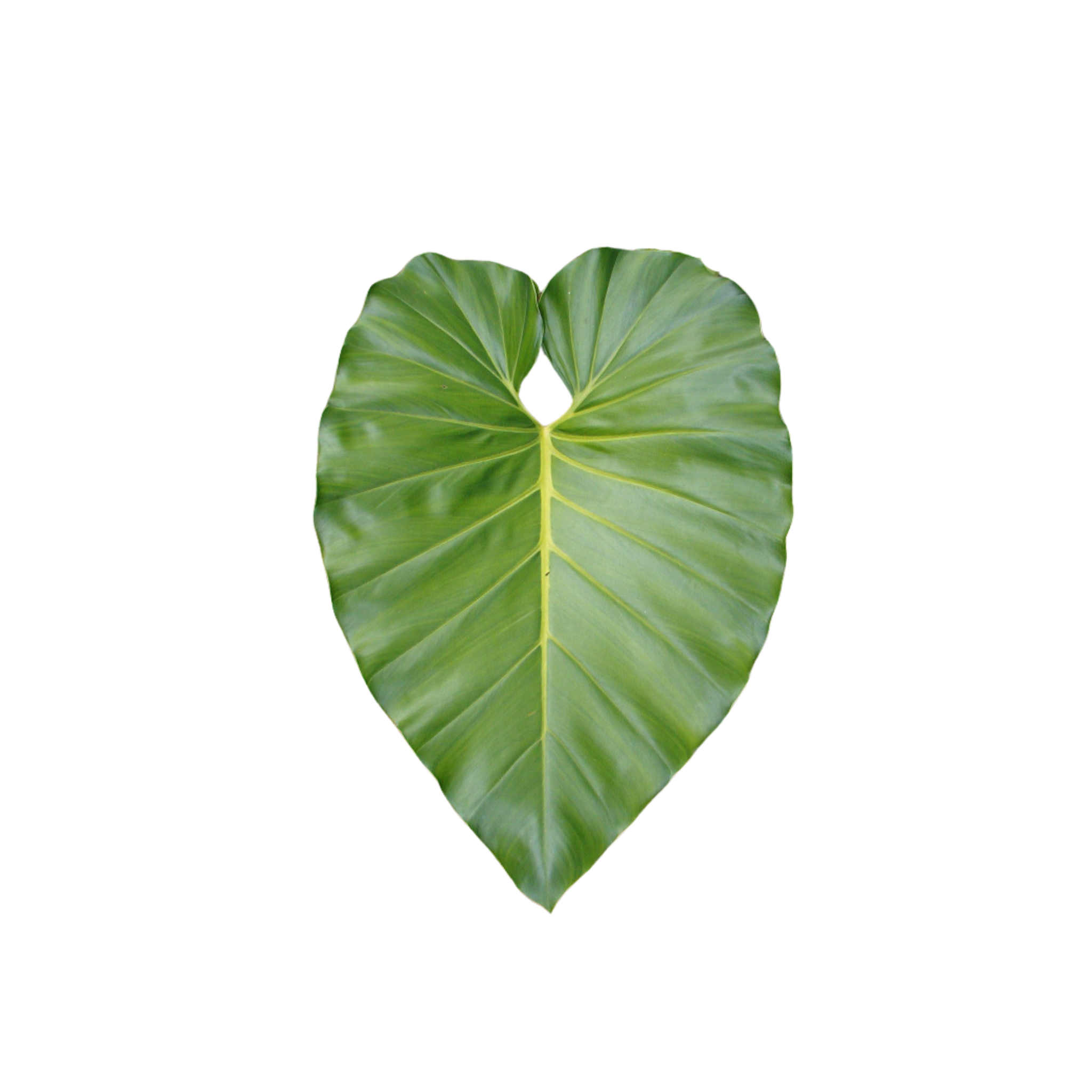 Philodendron giganteum