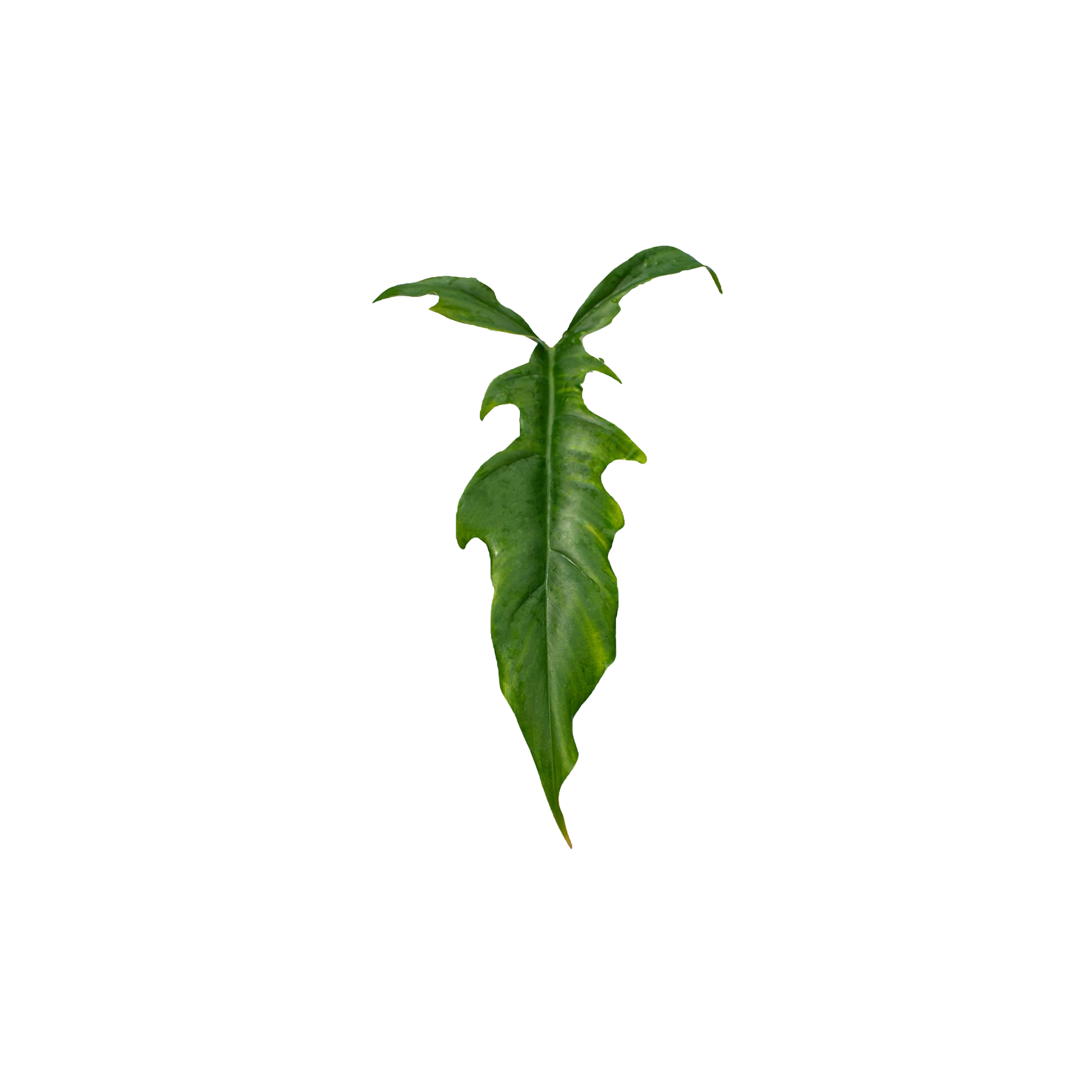 Philodendron paloraense cf. x tortum