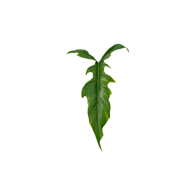 Philodendron paloraense cf. x tortum