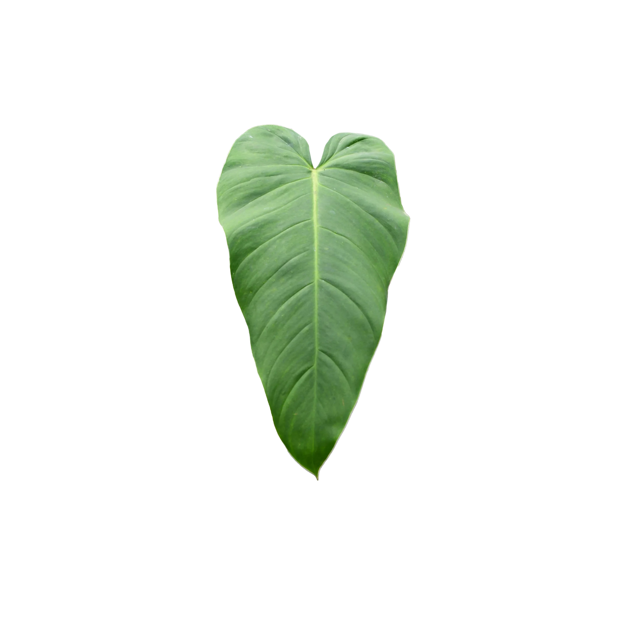 Philodendron quelalli 'Round' x spiritu sancti