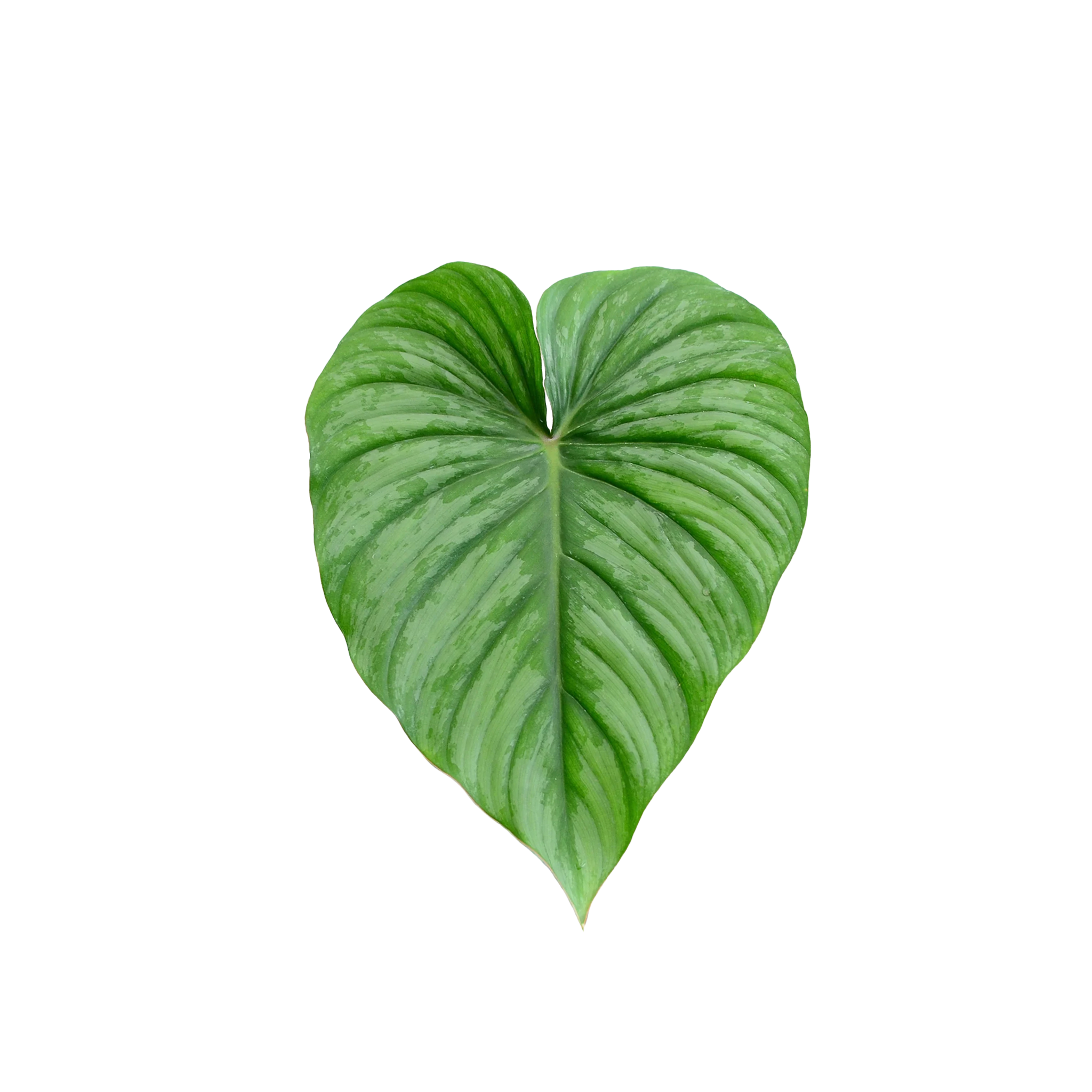 Philodendron plowmanii x pastazanum