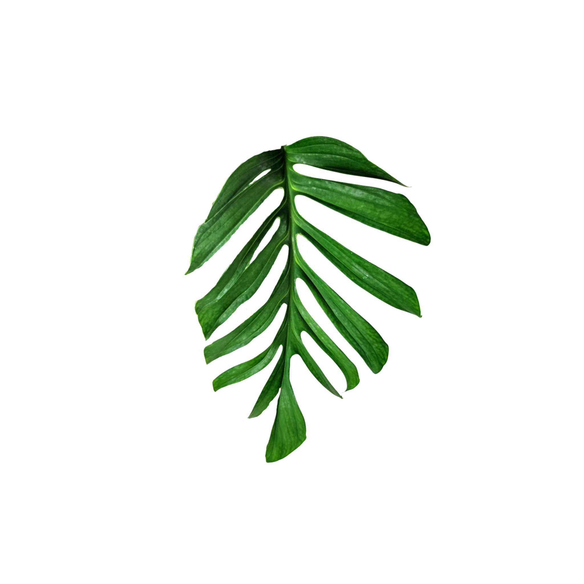 Monstera pinnatifaria