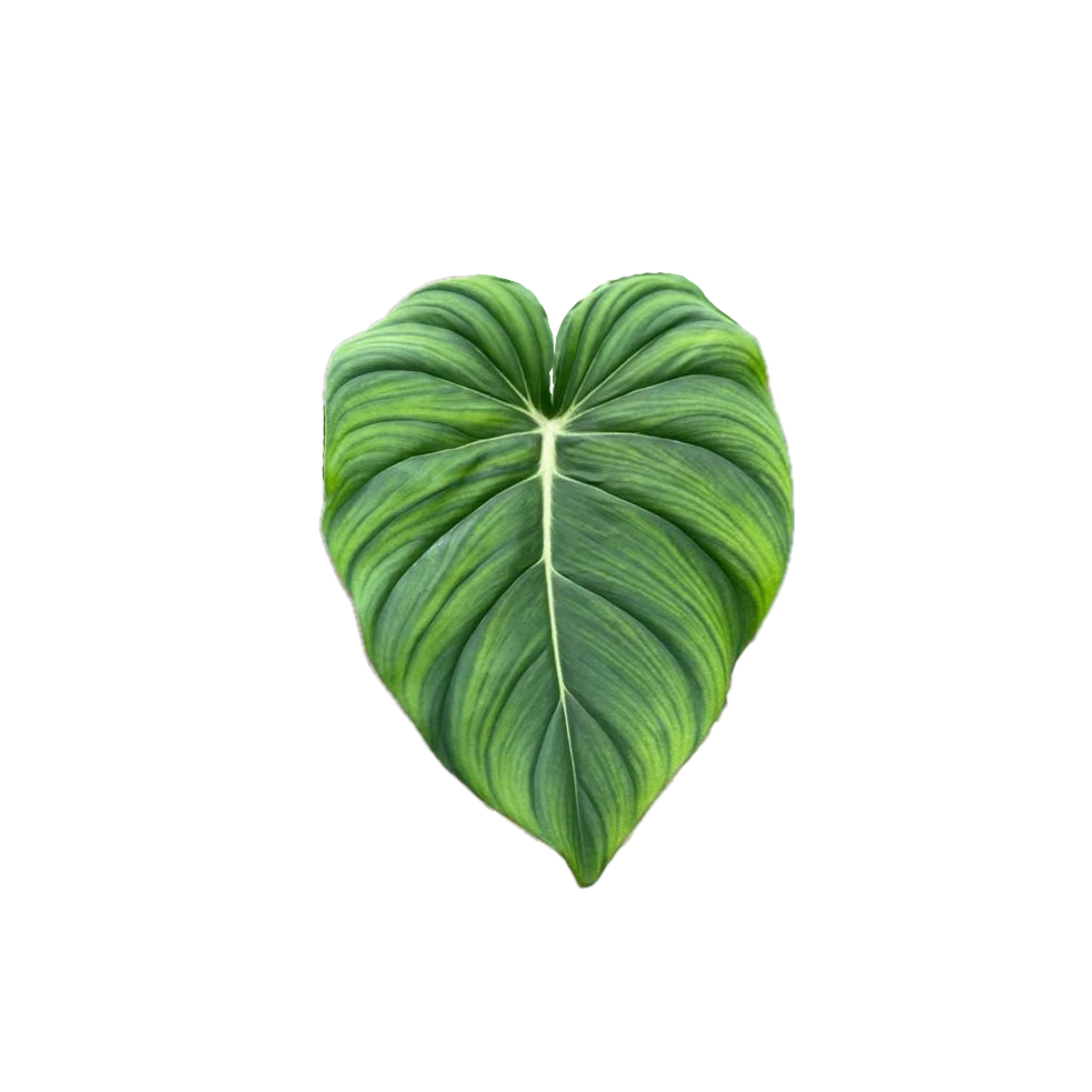 Philodendron pastazanum
