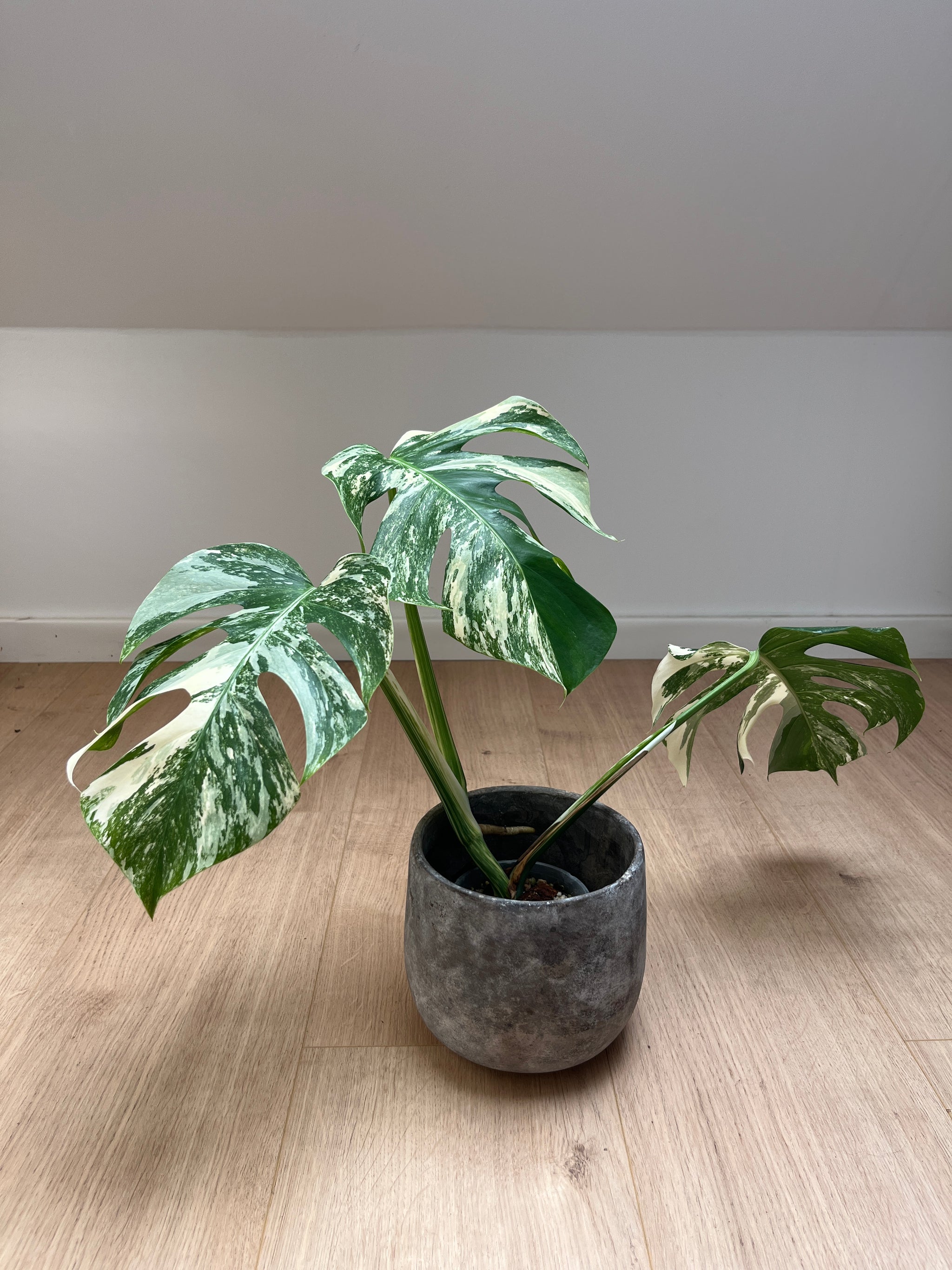 Monstera deliciosa var. borsigiana 'Variegata'
