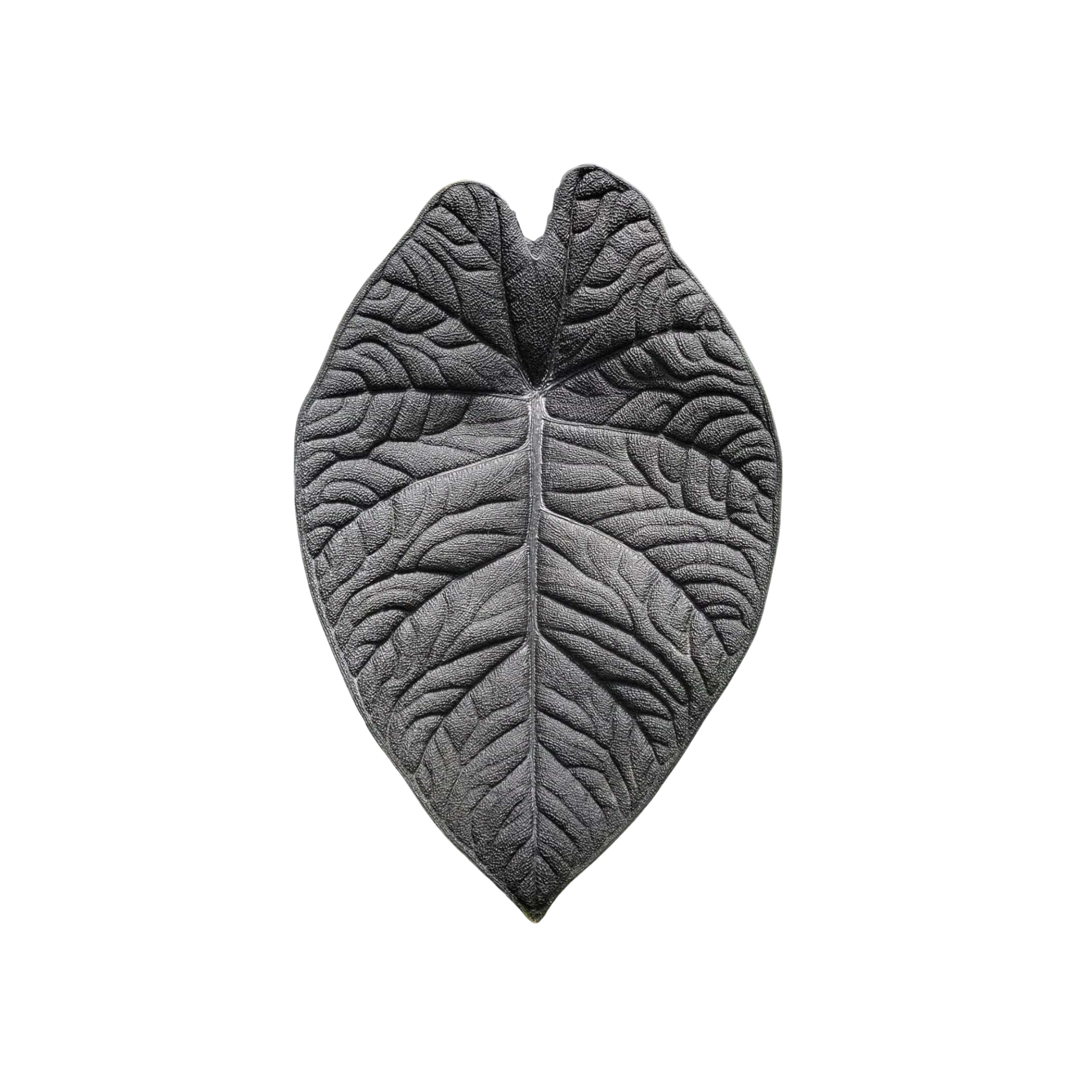 Alocasia melo