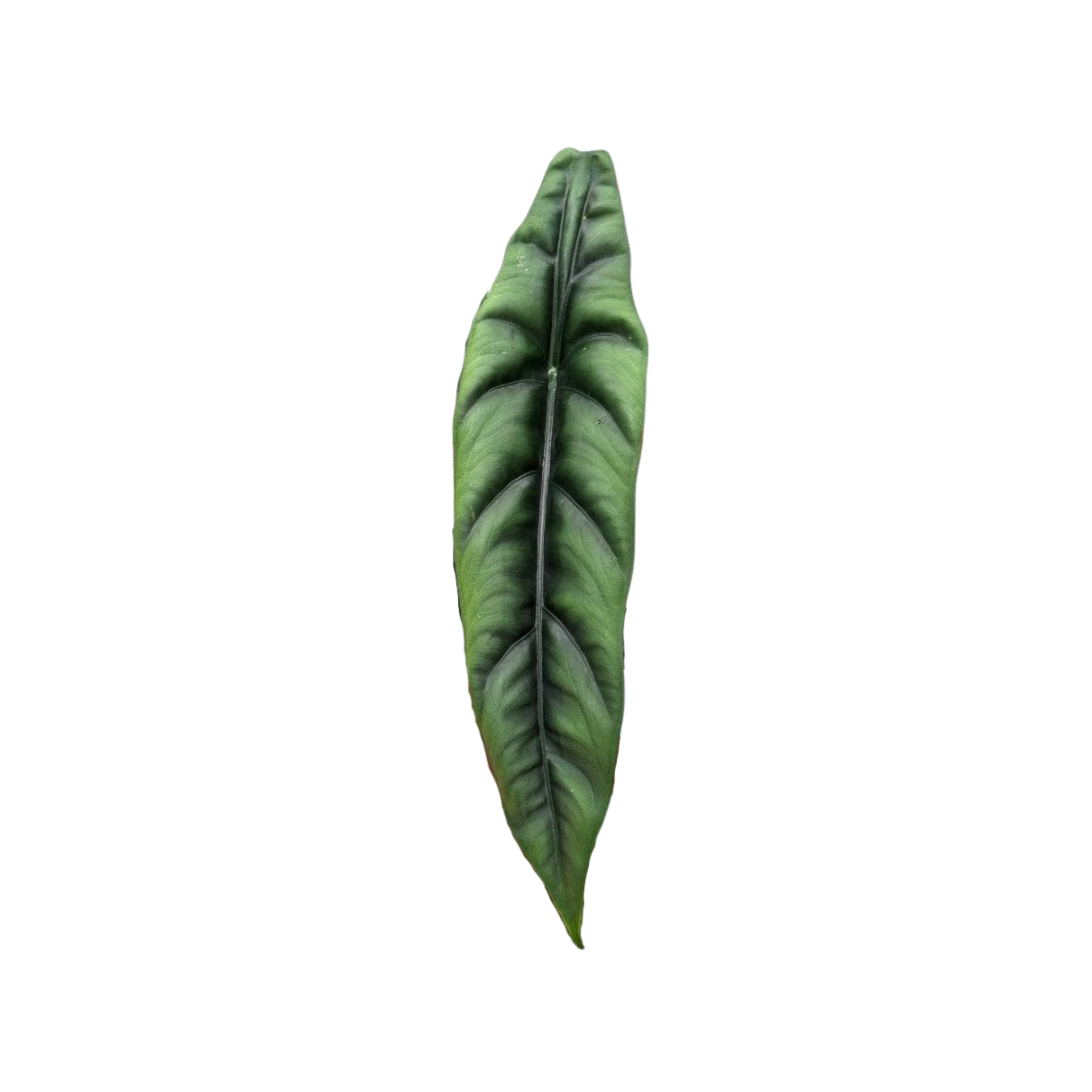 Alocasia venusta